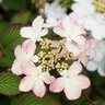 Viburnum Plicatum Kilimanjaro Doublefile Viburnum