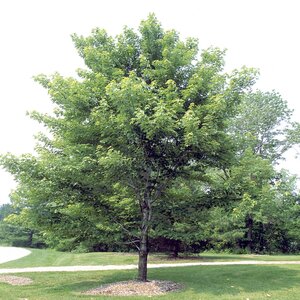 Acer x freemanii Celebration Maple