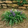 Liriope Muscari Royal Purple Lilyturf 1 gal. Container