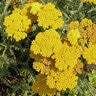 Achillea X Coronation Gold Yarrow