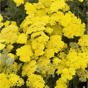 Achillea X Moonshine Yarrow