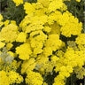 Achillea X Moonshine Yarrow