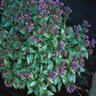 Pulmonaria X Dark Vader Lungwort