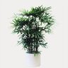 Rhapis Excelsa Broadleaf Lady Palm 10 in. Container