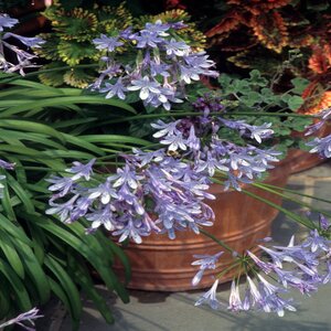 Agapanthus Africanus Peter Pan African Lily