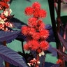 Ricinus Communis Castor Bean