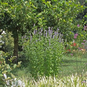 Agastache x Blue Fortune Hyssop