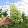 Hydrangea Paniculata Phantom Lime Soda Panicle Hydrangea Tree Form Standard 15 gal. Container