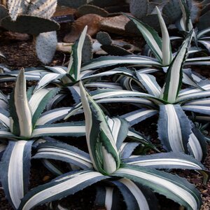 Agave Americana var. Mediopicta Alba White-Striped Century Plant