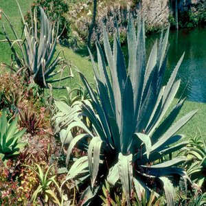 Agave Americana Century Plant