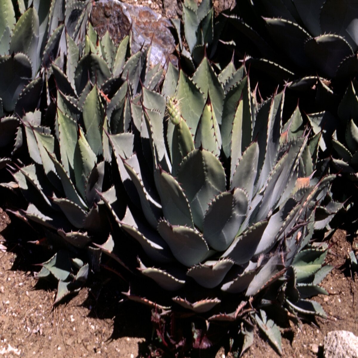Agave parryi Parry's Agave | SiteOne US