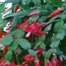 Schlumbergera x buckleyi Christmas Cactus 6 in. Container
