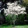 Amelanchier Canadensis Shadblow Serviceberry