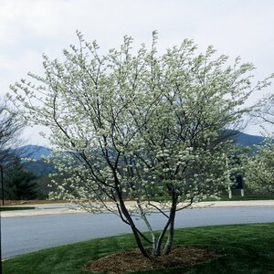 Amelanchier X Grandiflora Princess Diana Apple Serviceberry
