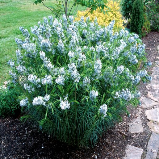 Amsonia Hubrichtii Blue Star SiteOne US