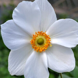 Anemone X Hybrida Honorine Jobert Japanese Anemone