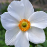 Anemone X Hybrida Honorine Jobert Japanese Anemone