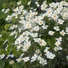 Anemone X Hybrida Honorine Jobert Japanese Anemone
