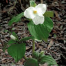 Trillium Grandiflorum Great White Wood Lily