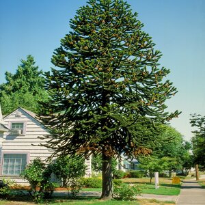 Araucaria Araucana Monkey Puzzle