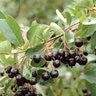 Aronia Melanocarpa Autumn Magic Black Chokeberry