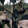 Aronia Melanocarpa Autumn Magic Black Chokeberry