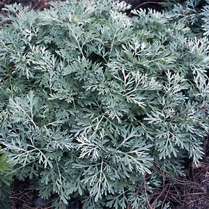 Artemisia X Powis Castle Wormwood