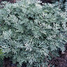 Artemisia X Powis Castle Wormwood