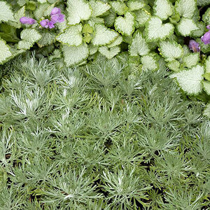 Artemisia Schmidtiana Silver Mound Wormwood