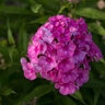 Phlox Paniculata Ditomfra Bubblegum Pink First Editions Phlox 1 gal. Container