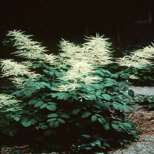 Aruncus Dioicus Goats Beard