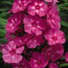 Phlox Paniculata Ditomfra Bubblegum Pink First Editions Phlox 1 gal. Container