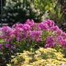 Phlox Paniculata Ditomfra Bubblegum Pink First Editions Phlox 1 gal. Container