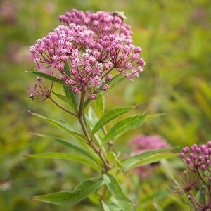 Asclepias Incarnata Swamp Milkweed