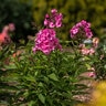 Phlox Paniculata Ditomfra Bubblegum Pink First Editions Phlox 1 gal. Container