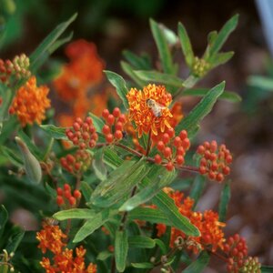 Asclepias tuberosa Milkweed