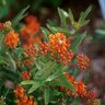 Asclepias tuberosa Milkweed