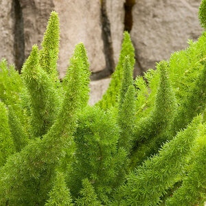 Asparagus Densiflorus Myers Foxtail Fern