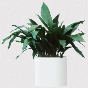 Aspidistra Elatior Cast Iron Plant
