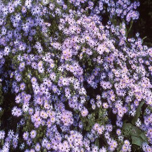Aster Oblongifolius Raydons Favorite Aster