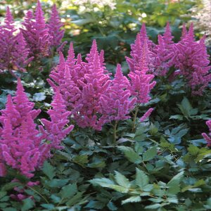 Astilbe Chinensis Visions Chinese Astilbe