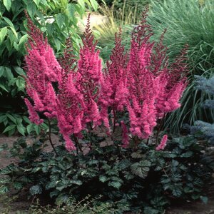 Astilbe Chinensis Purple Candles Chinese Astilbe