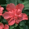 Hibiscus Syriacus Freedom Rose of Sharon