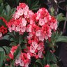 Kalmia Latifolia Raspberry Glow Mountain Laurel 2 gal. Container