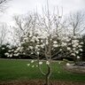 Magnolia X Loebneri Ballerina Magnolia