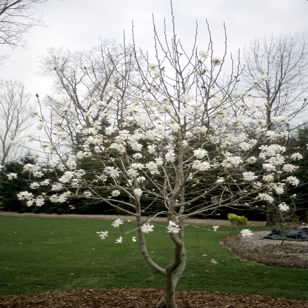 Magnolia X Loebneri Ballerina Magnolia | SiteOne US