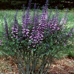 Baptisia X Purple Smoke False Indigo