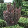 Berberis thunbergii Helmond Pillar Japanese Barberry 6 gal. Container