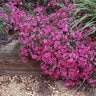 Phlox Subulata Scarlet Flame Phlox 1 gal. Container
