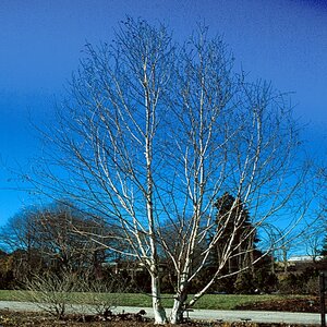 Betula Utilis var. Jacquemontii Himalayan Birch